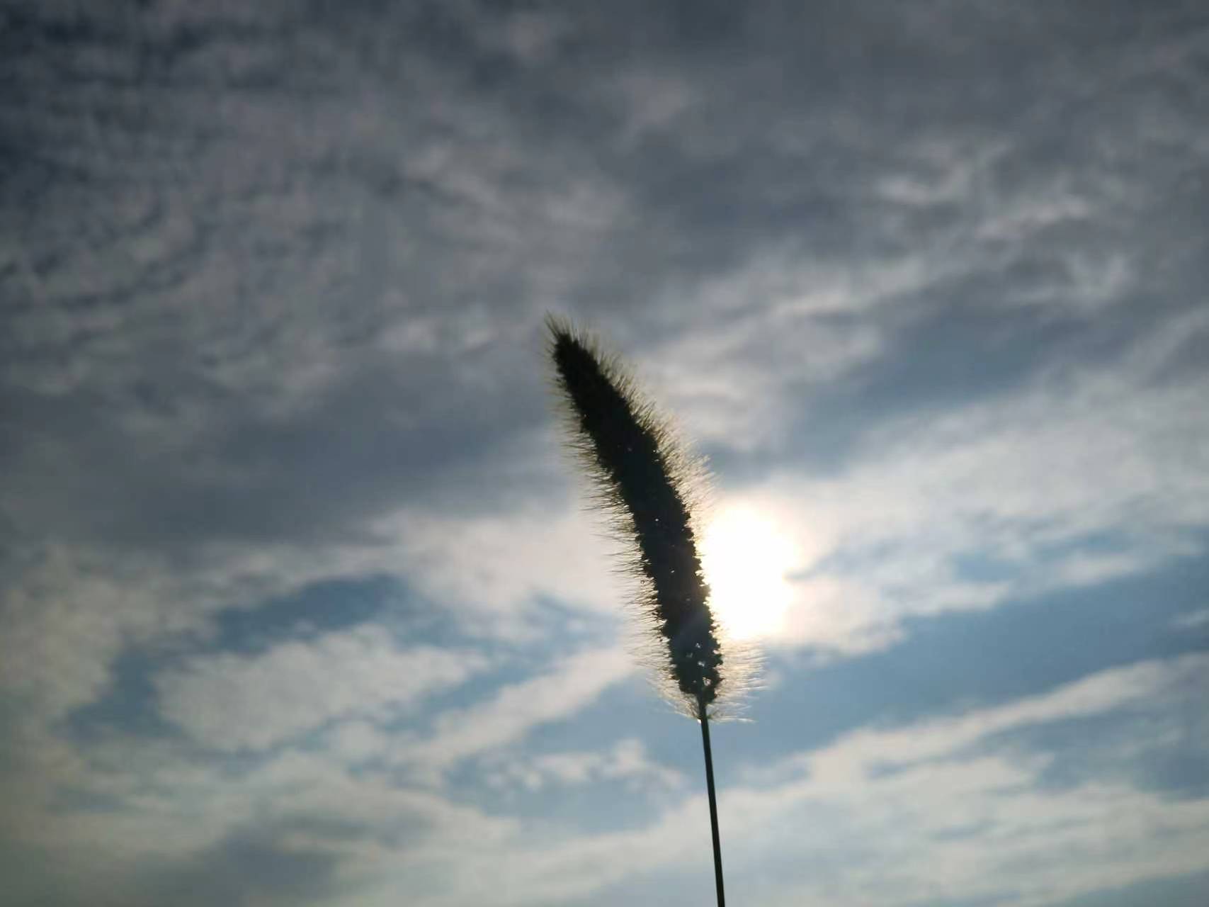 Grass seed head silhouetted against a cloudy sky with the sun behind it.