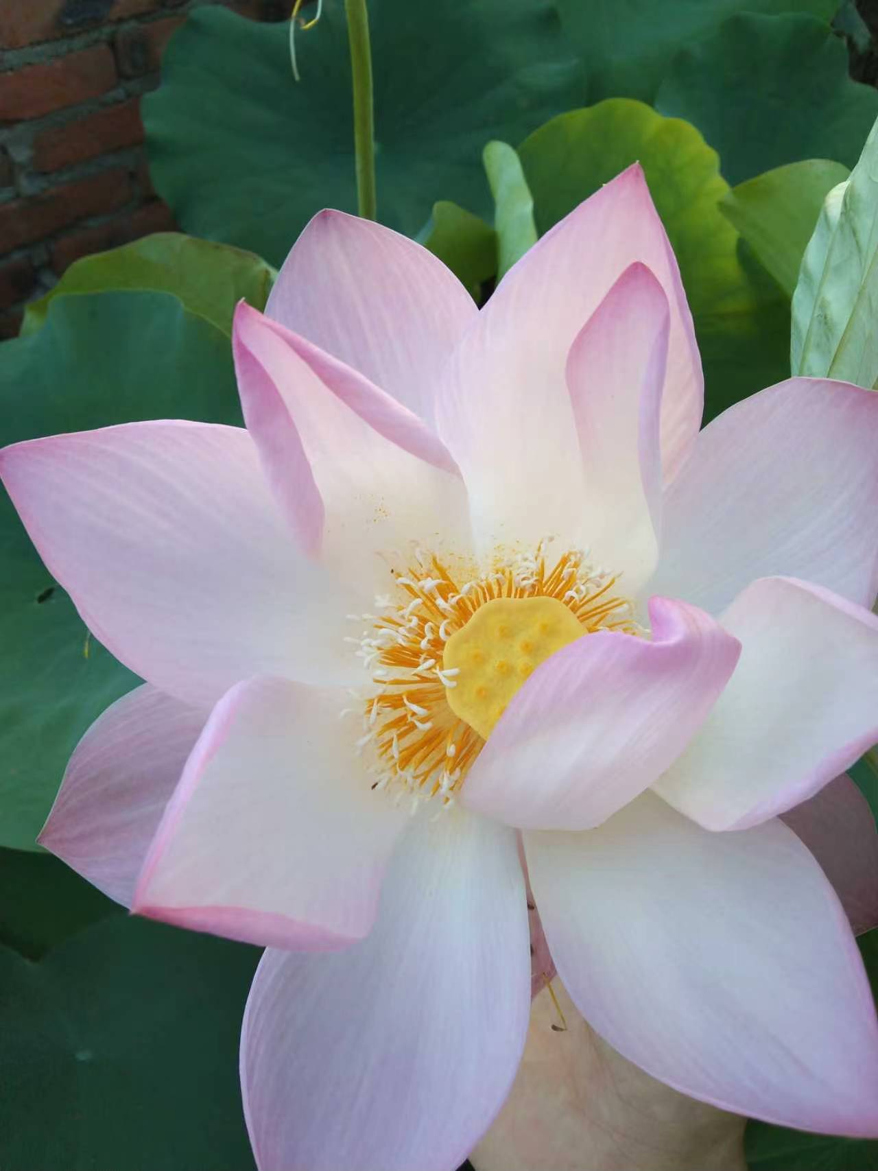 Pink lotus flower blooming among large green leaves.