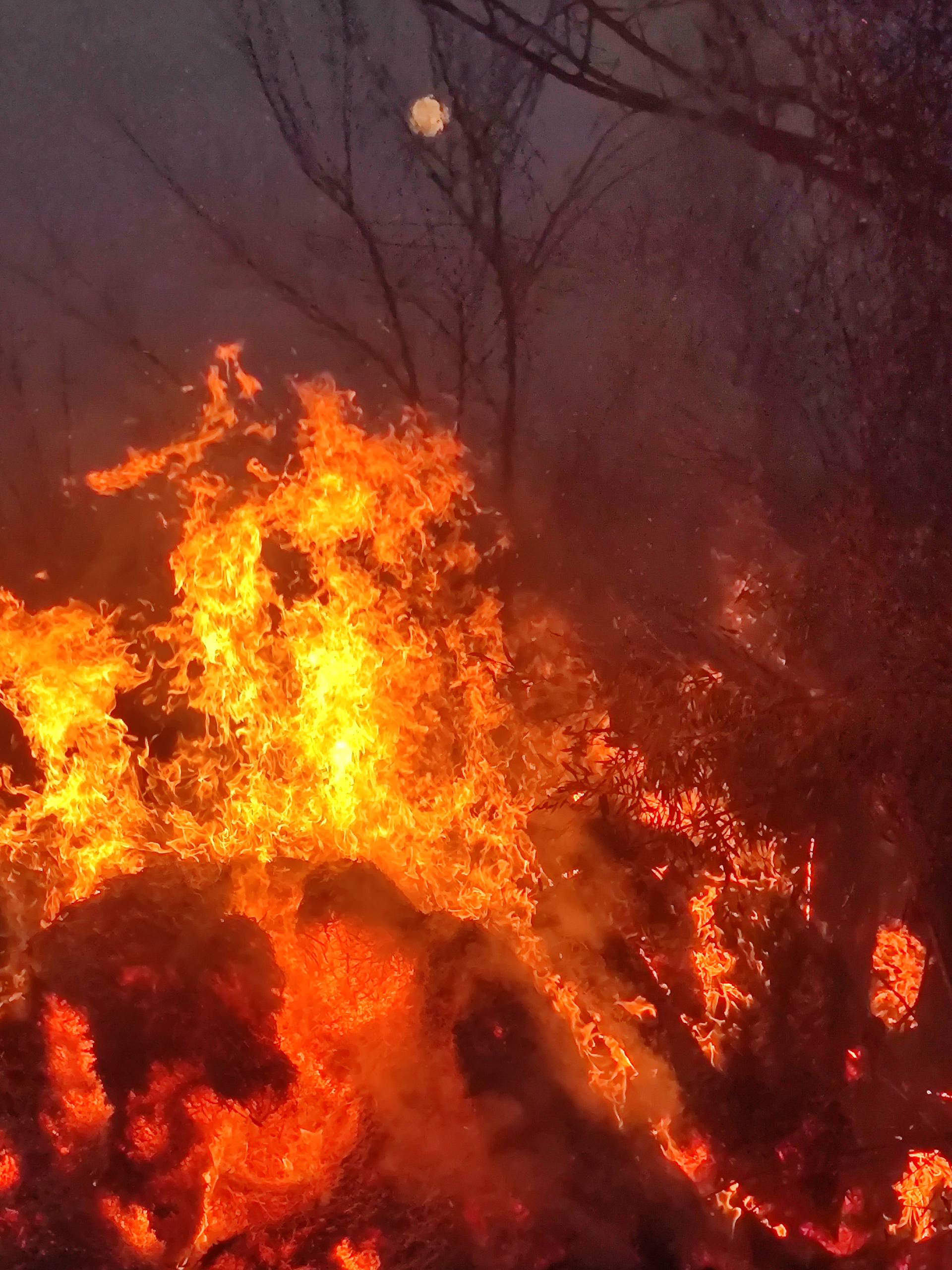 Intense flames burn through brush and wooded vegetation, with dark tree silhouettes and thick smoke in the background.