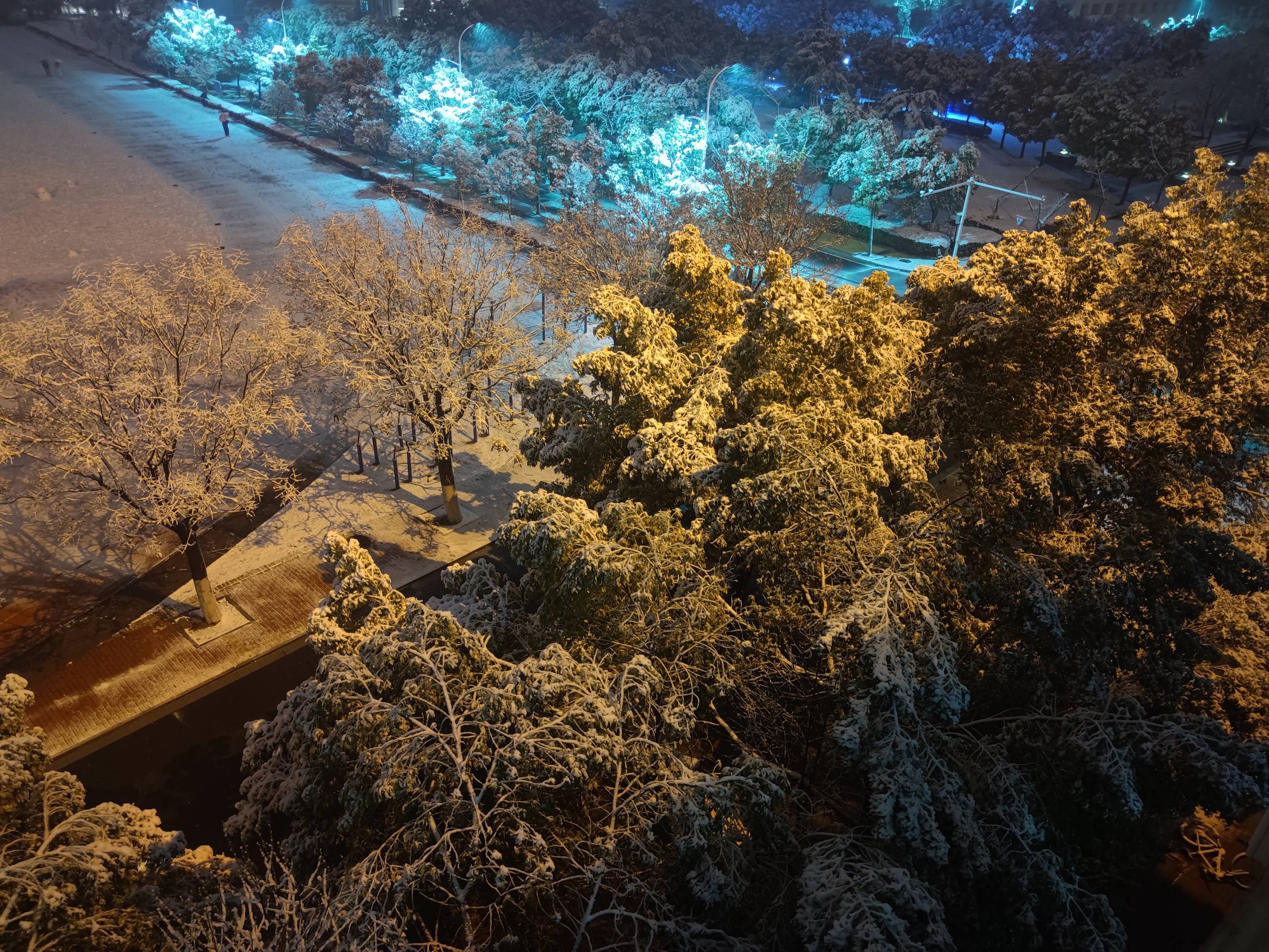 Snow-covered trees and paths at night, illuminated by warm yellow and blue streetlights.