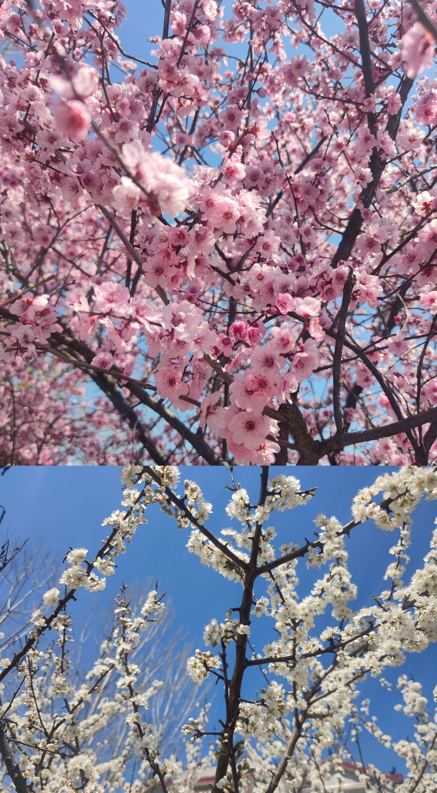 Two-photo collage of pink and white spring blossoms on tree branches against a bright blue sky.