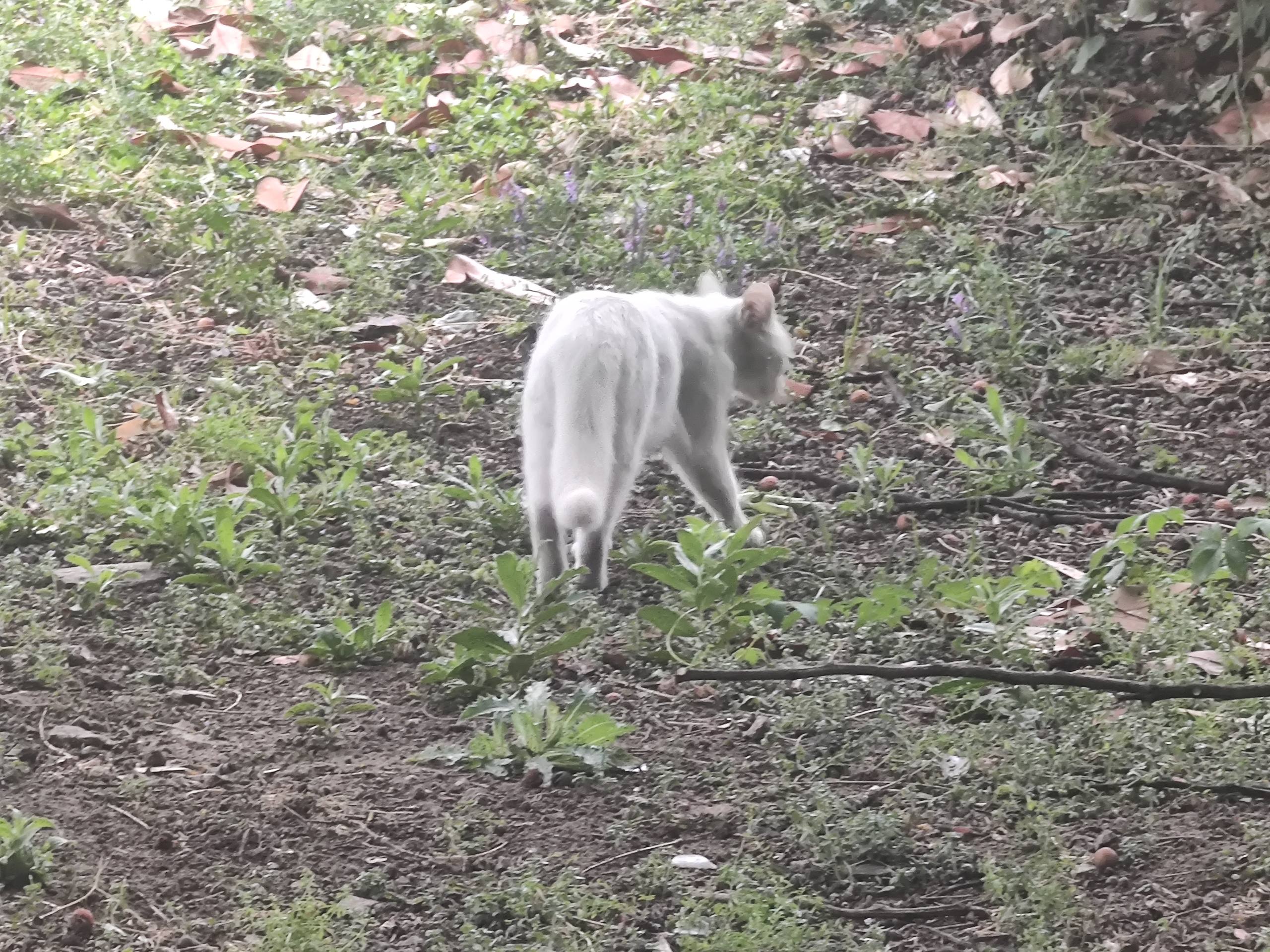 Pale cat standing outside among grass, soil, and fallen leaves.