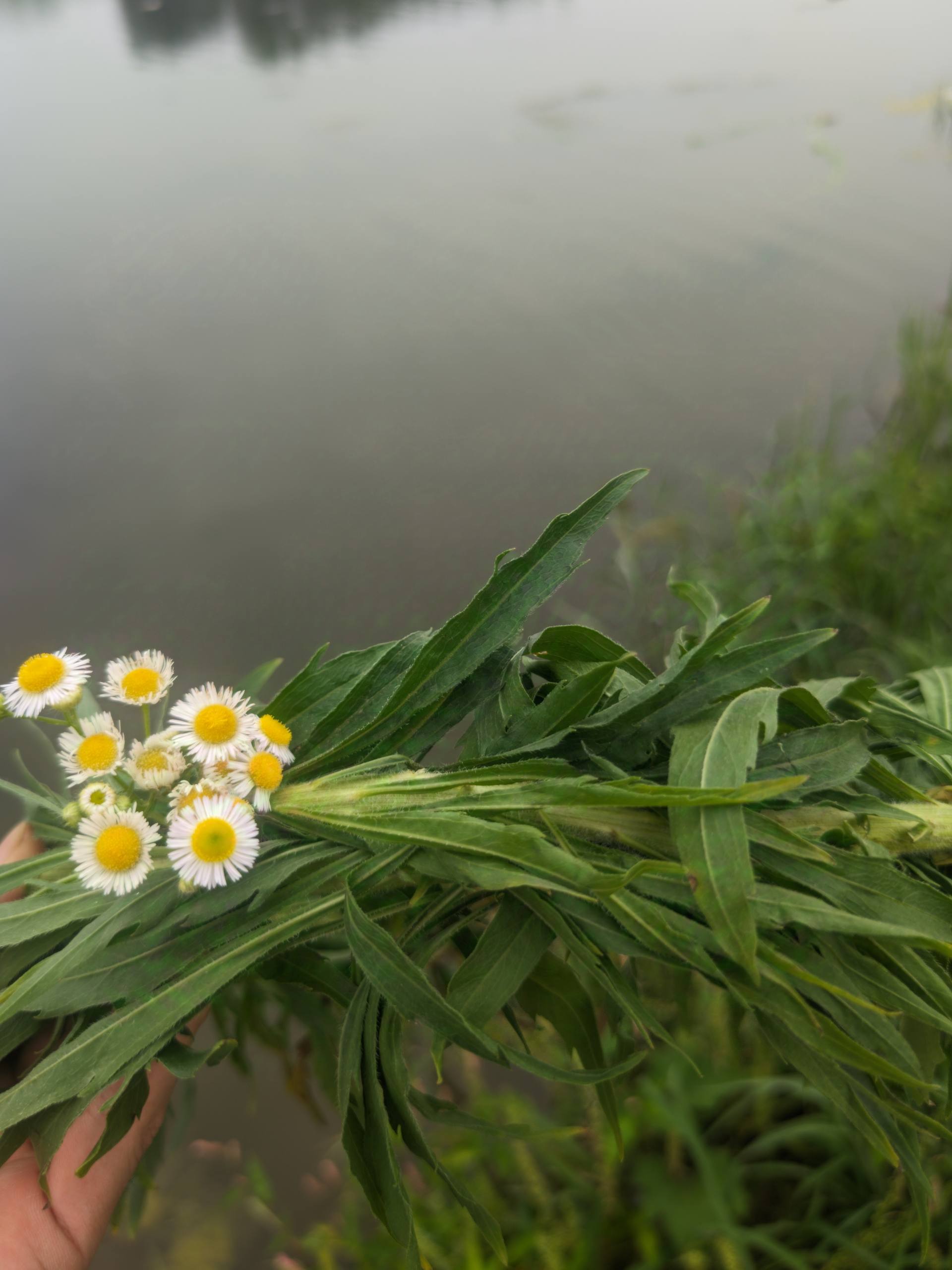 A hand holds small white-and-yellow wildflowers with green leaves beside a blurred watery background.