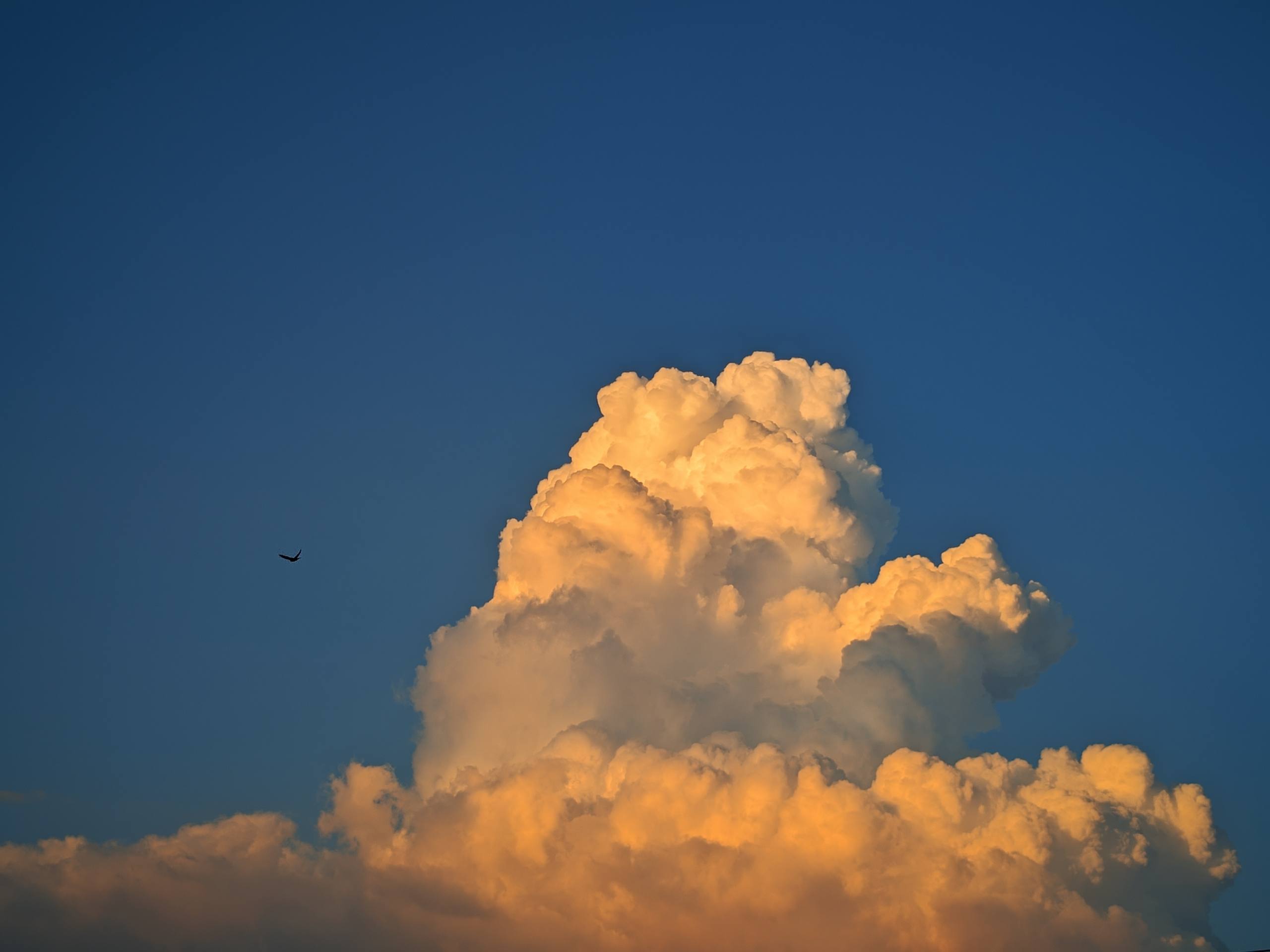Golden sunset clouds towering against a deep blue sky, with a small bird flying nearby.