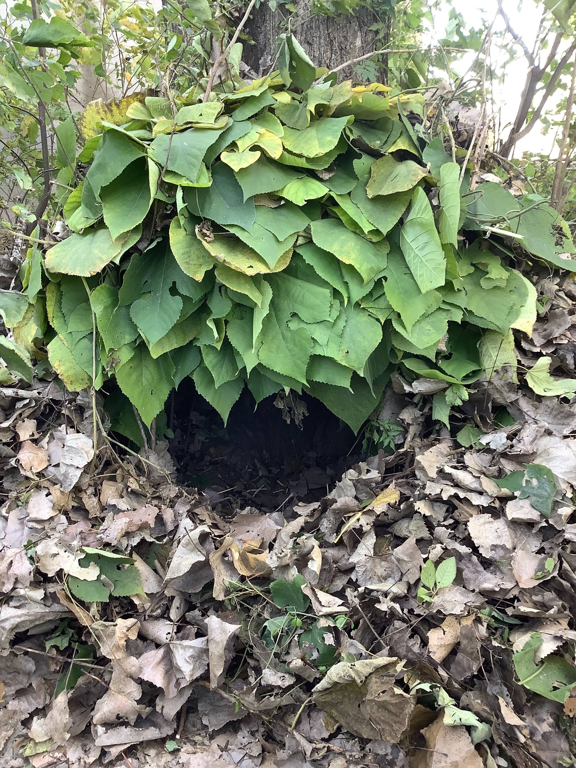 A leafy shelter or burrow entrance is hidden beneath green branches and dry fallen leaves at the base of a tree.