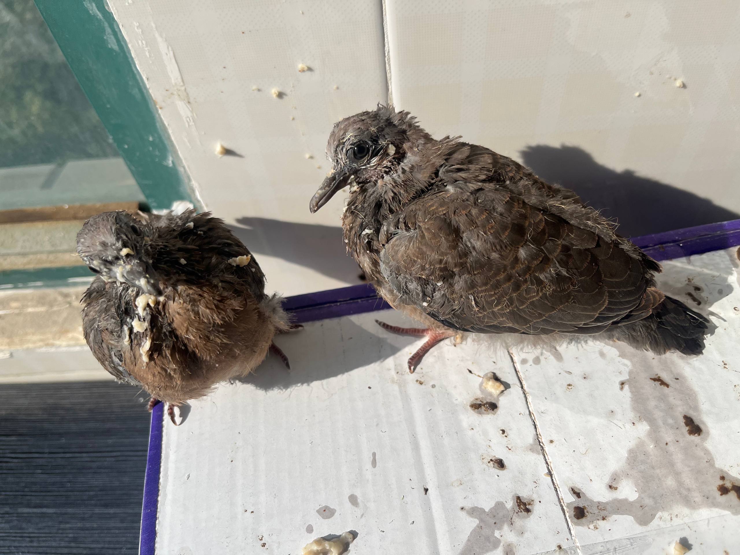 Two young birds standing on a sunlit tiled surface with food residue around their beaks.