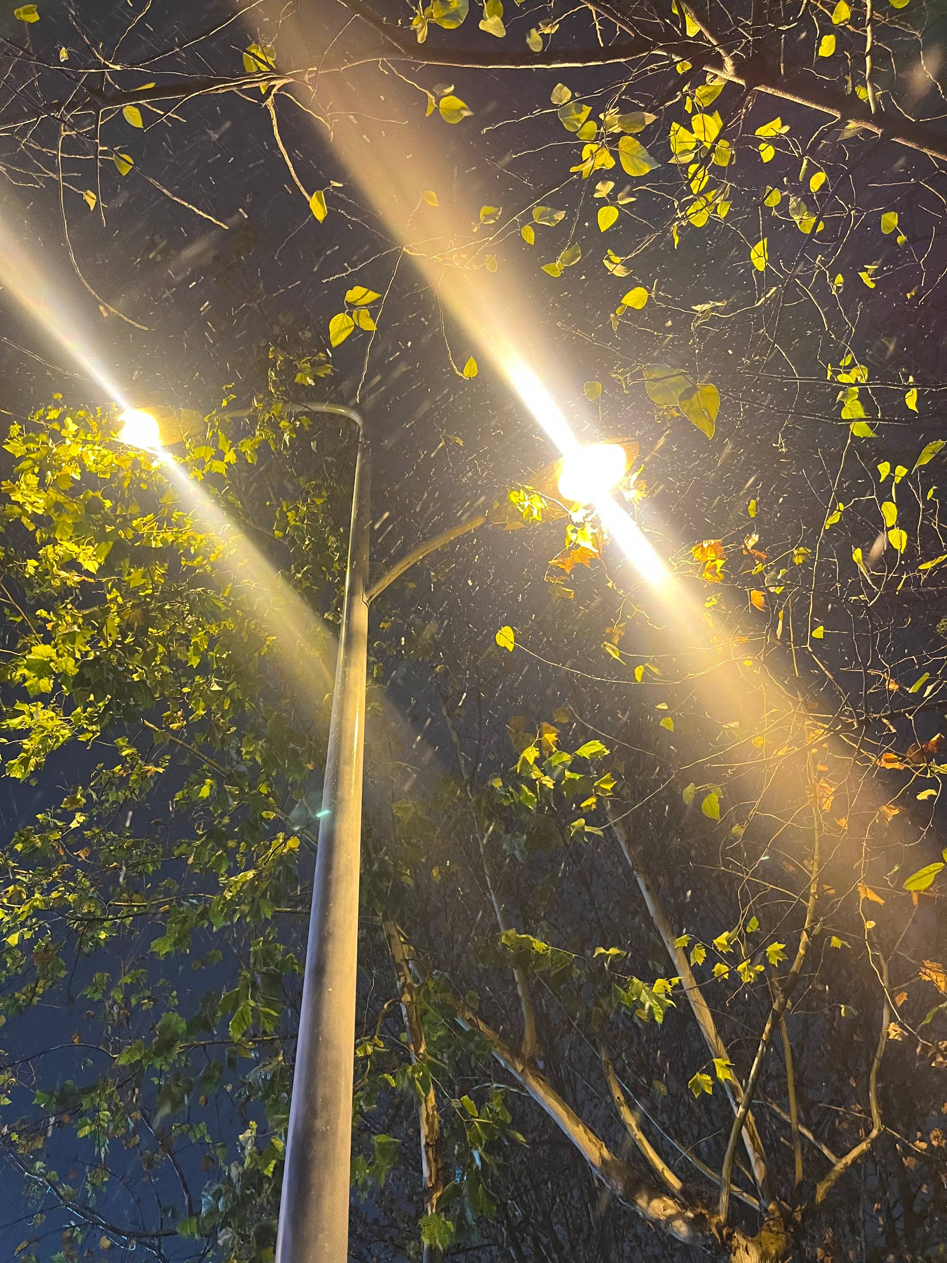 Two bright streetlights shining through branches at night, illuminating falling streaks of rain or snow.