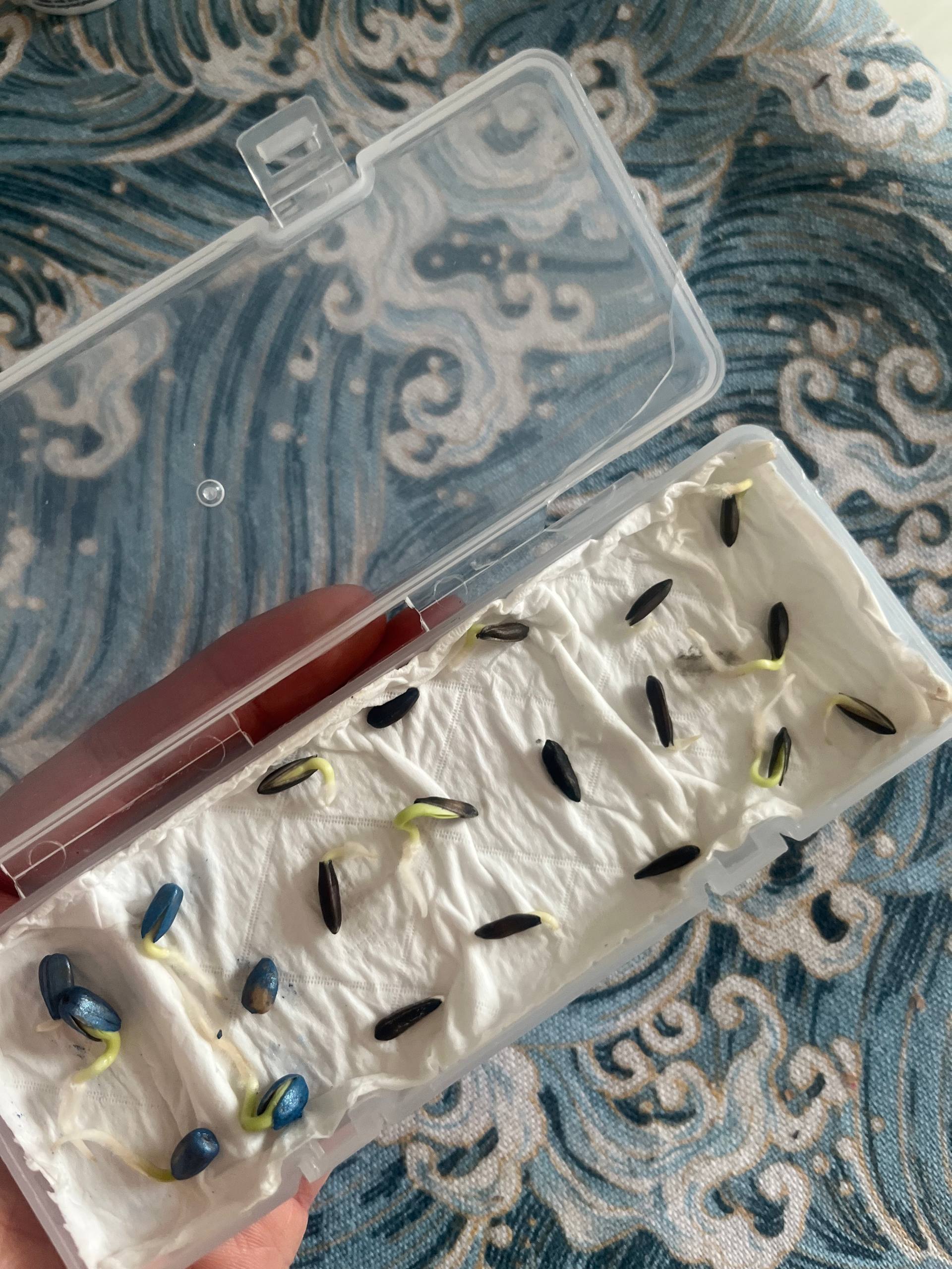 Sprouting dark seeds on a damp paper towel inside a clear plastic container.