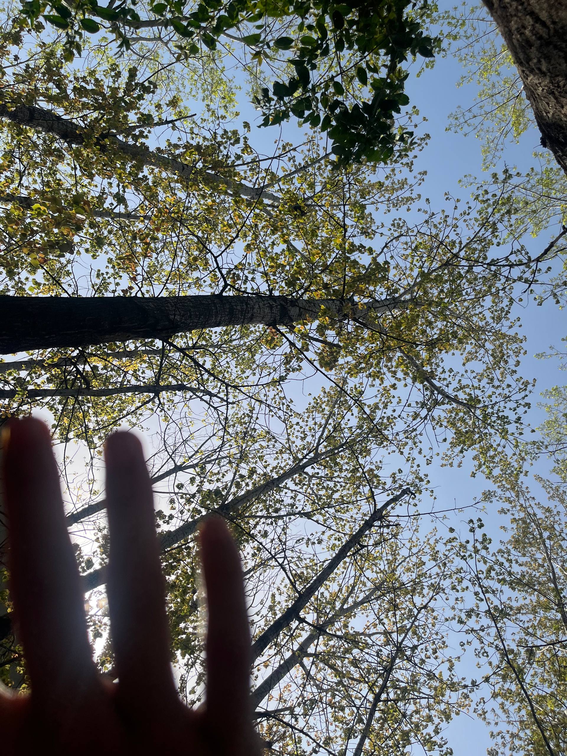 Looking up through tree branches and green leaves toward a bright blue sky.