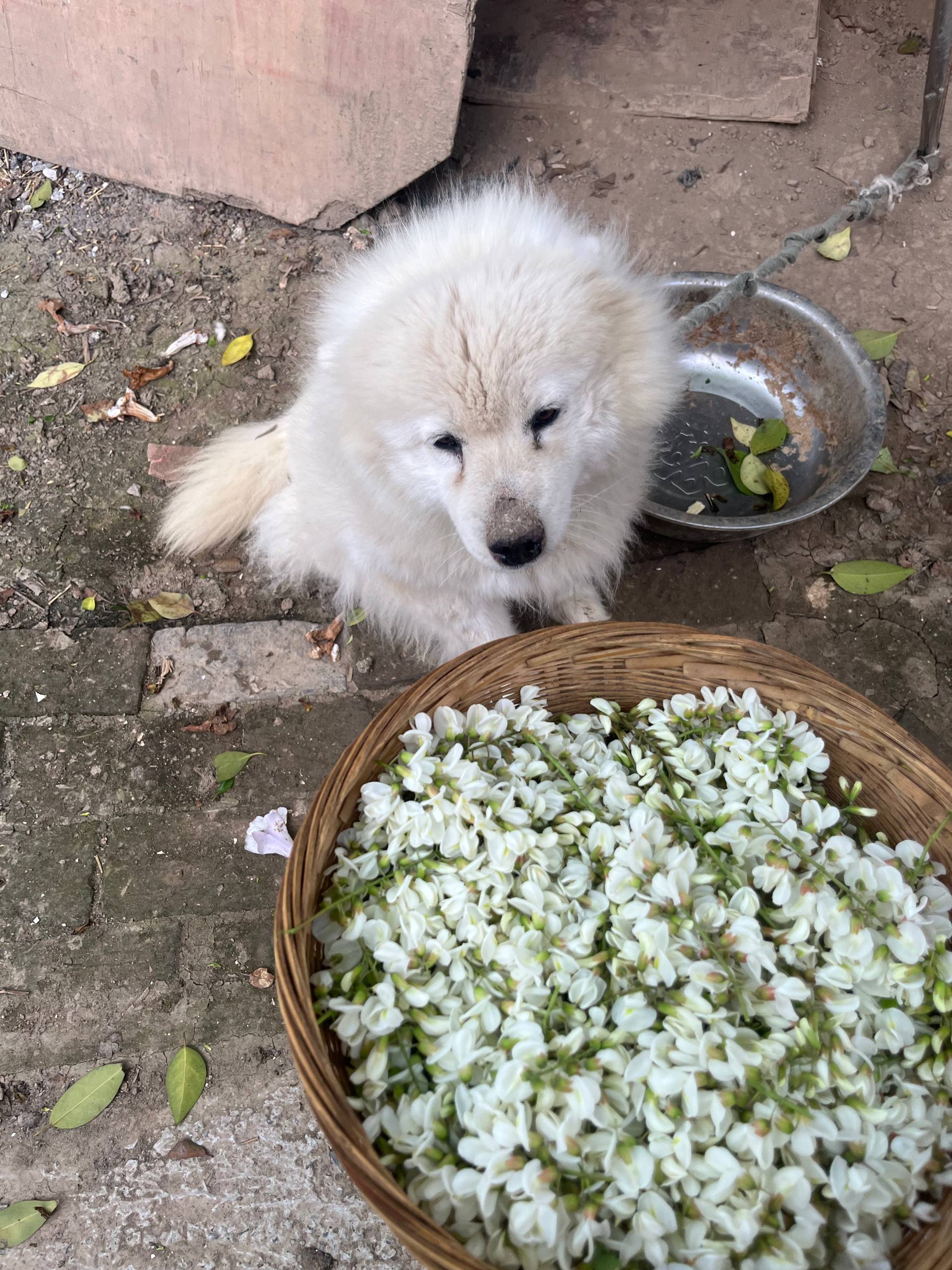 Fluffy white dog beside a basket filled with small white flowers on rough ground.