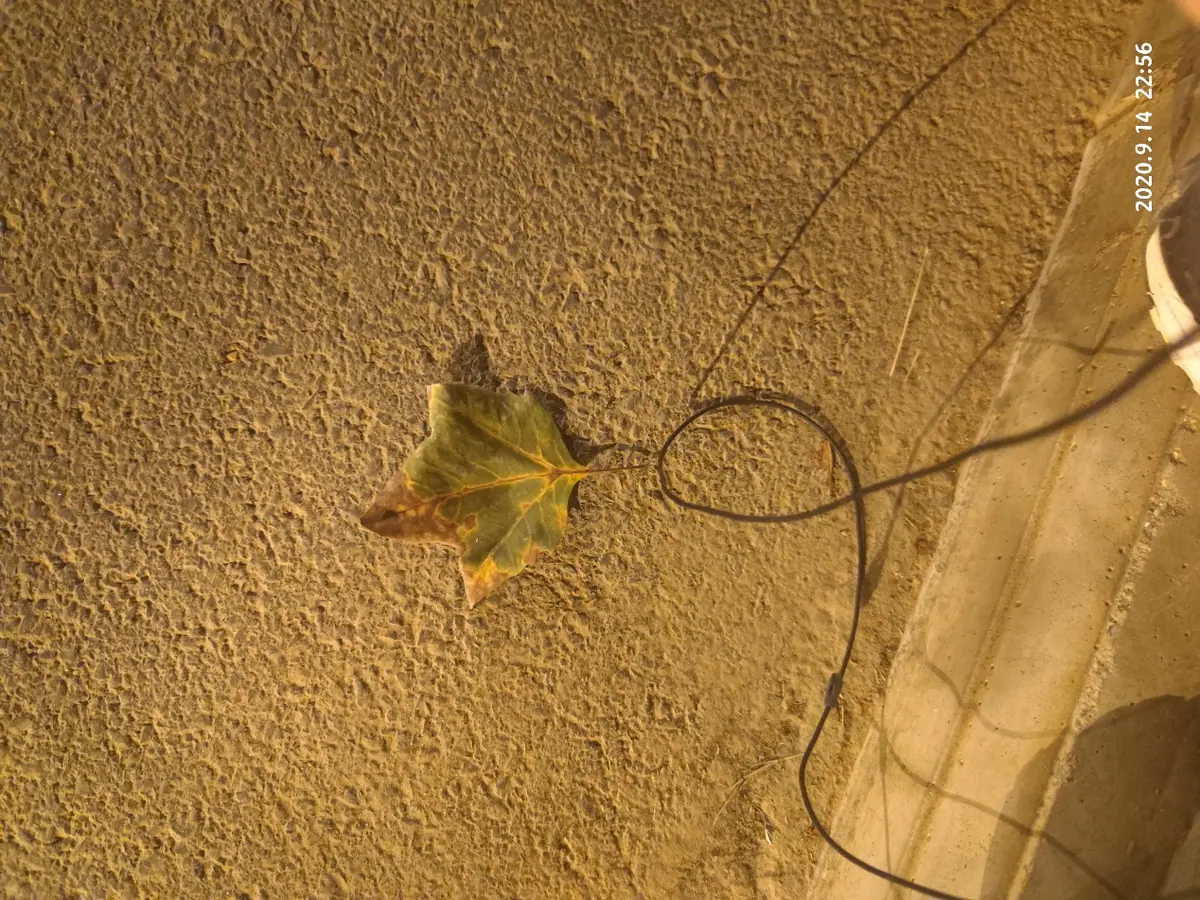 A small sprout growing near a wall with a dark string on the ground.