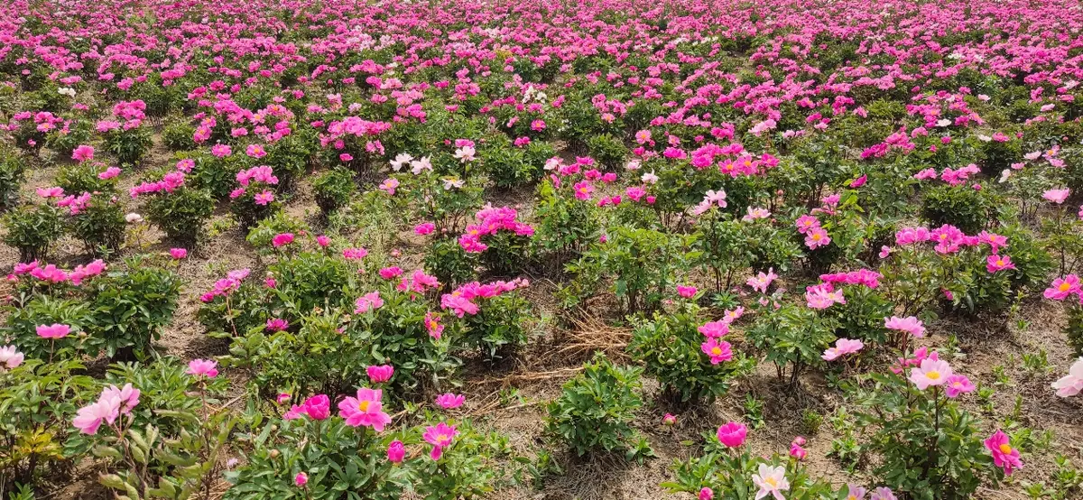 A field of pink flowers in bloom.