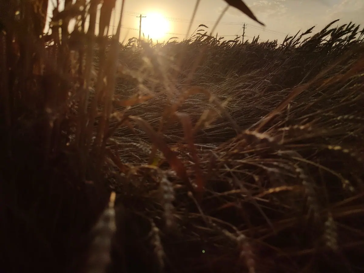 Sunset light shining through tall grass.