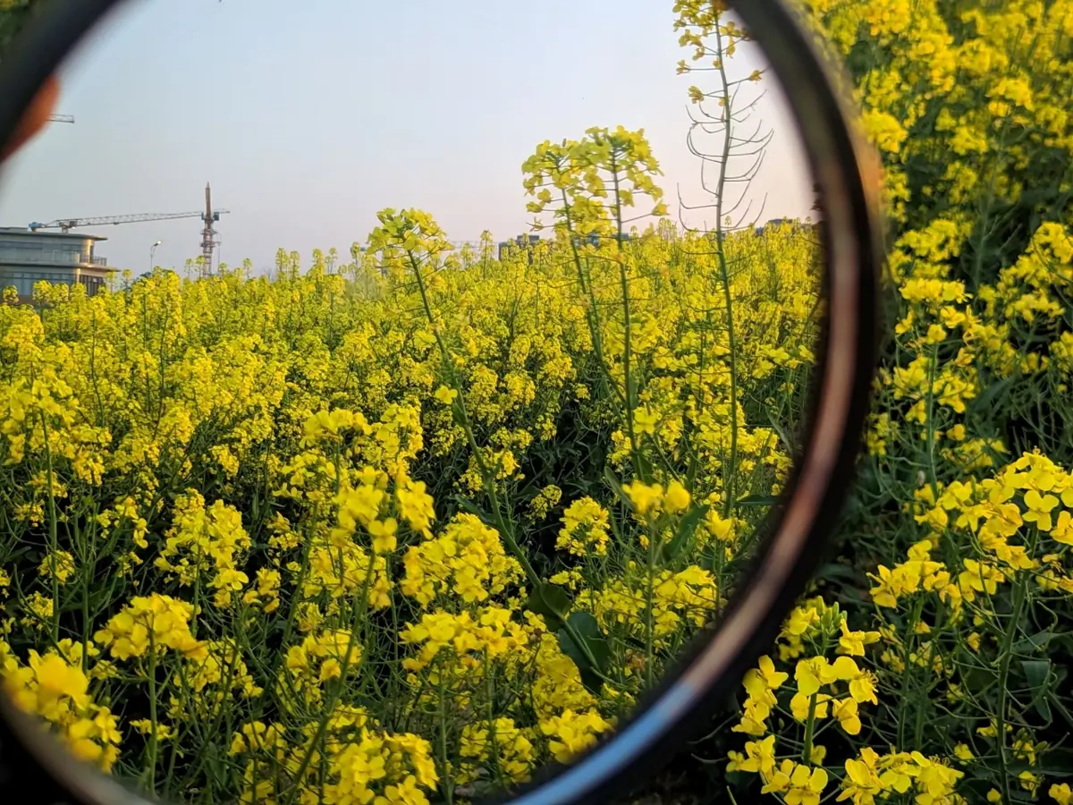 Yellow flowers reflected in a round mirror.