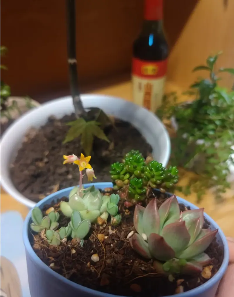 A small succulent plant blooming with a yellow flower in a pot.